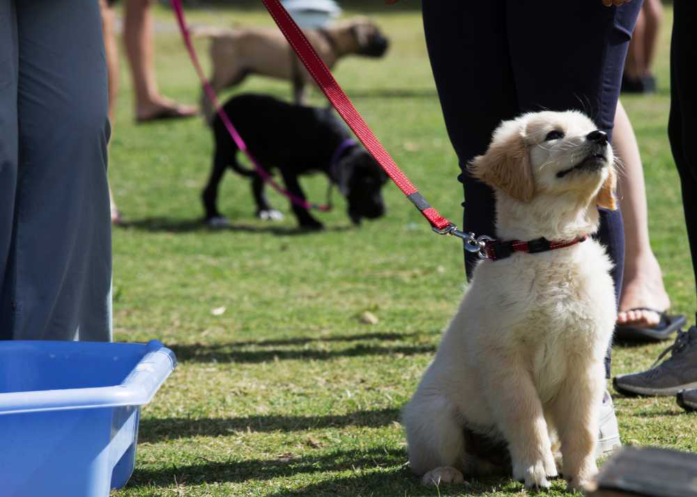 Golden Retriever puppy seated with a red leash