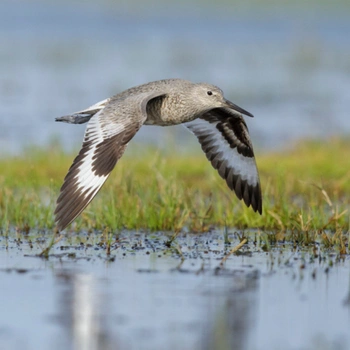Alabama Birds Willet