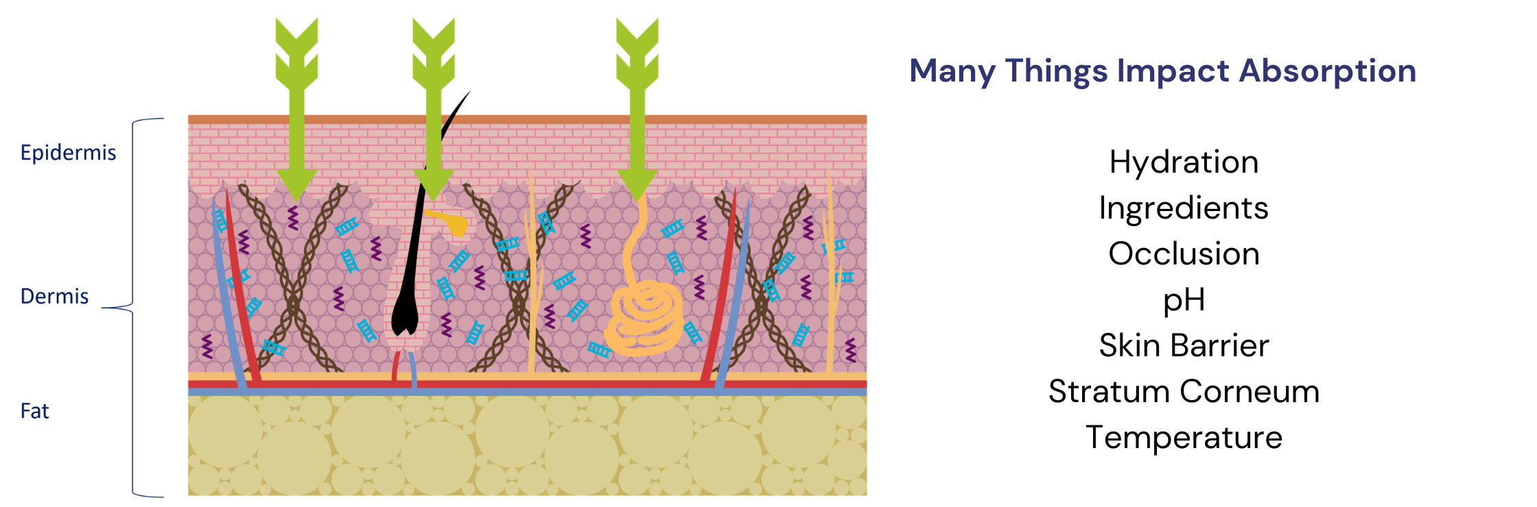 How Long Does it Take for Vitamin C to Absorb Into the Skin?