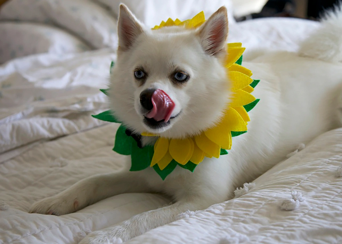 pomsky.flower.webp