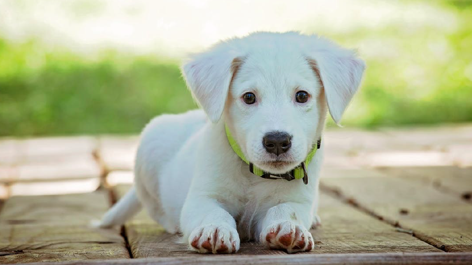 is a landlord responsible for tenants dog