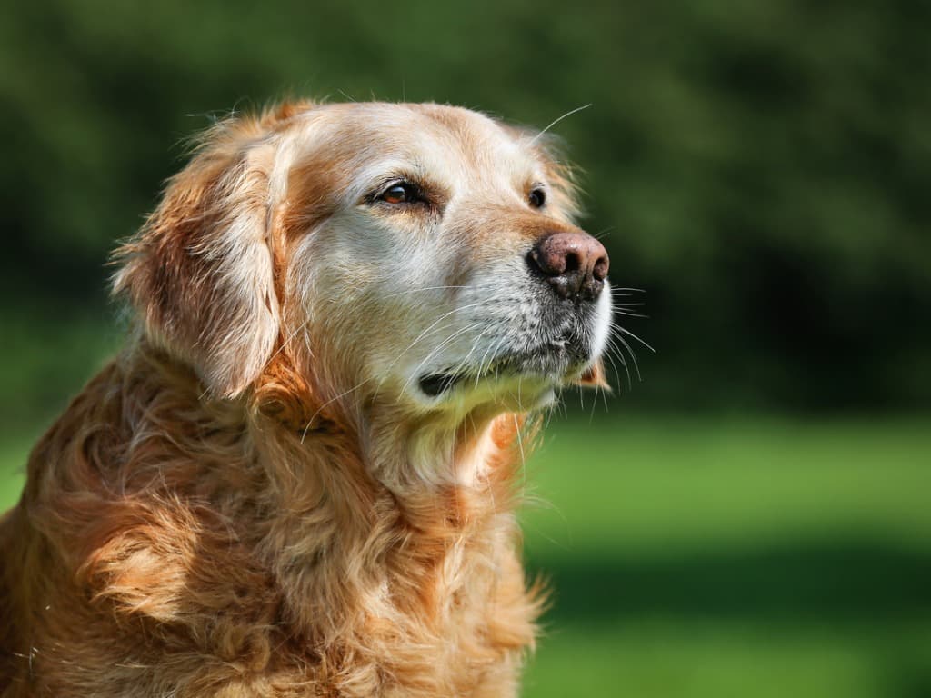 Picture of senior dog