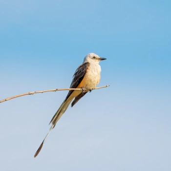 Alabama Birds Scissor-Tailed Flycatcher