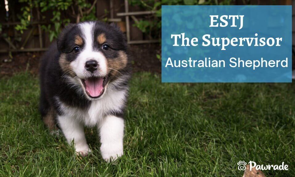 ESTJ Australian Shep  (1).jpg