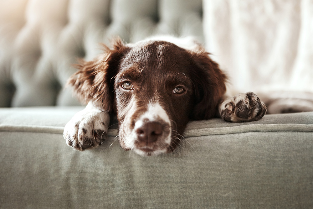 how long should a dog be on doxycycline