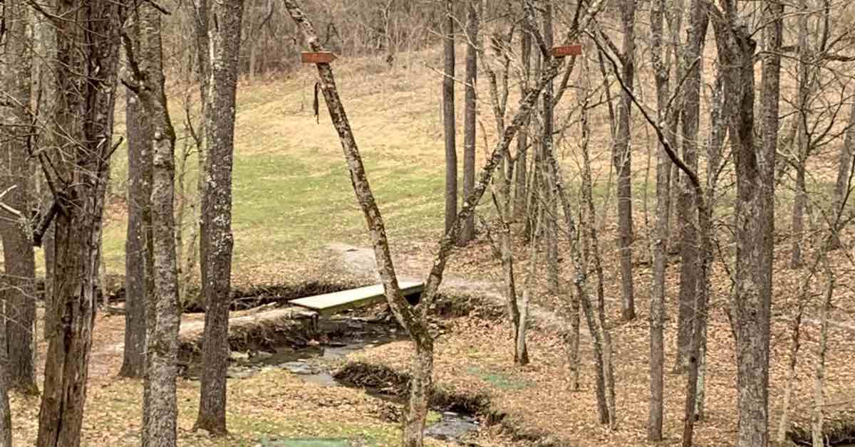 A forest of skinny trees with a tree making a Y in the center