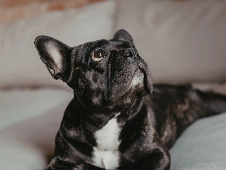 Black brindle French Bulldog resting on gray couch in apartment setting looking upward alert
