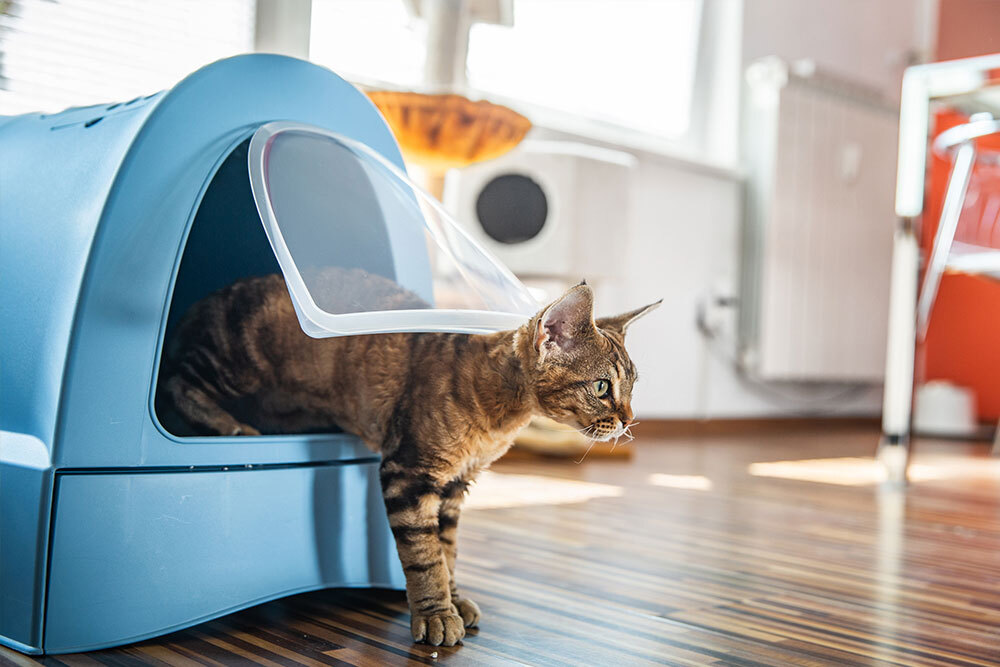 Cleaning up cat shop poop while pregnant