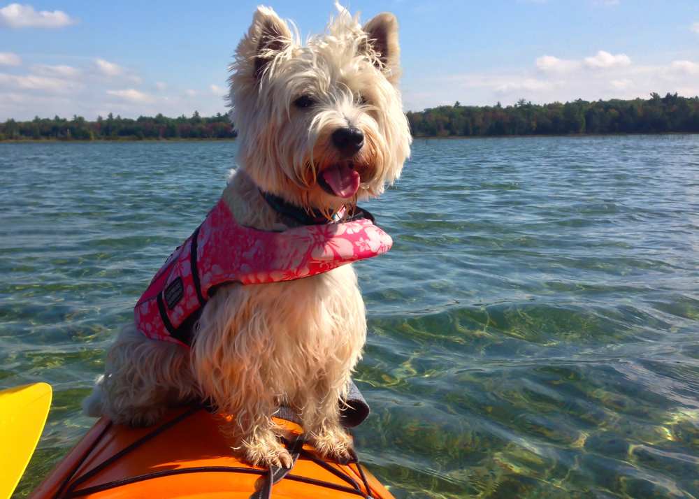 a westie dog wearing a life jacket sits on the helm of an orange kayak