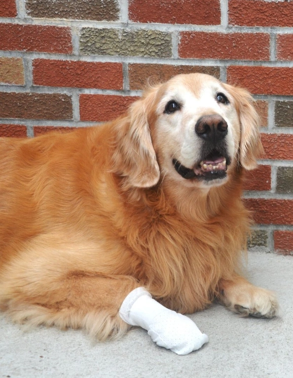 15 Dog Paw Care Products for Healthy Puppy Paws