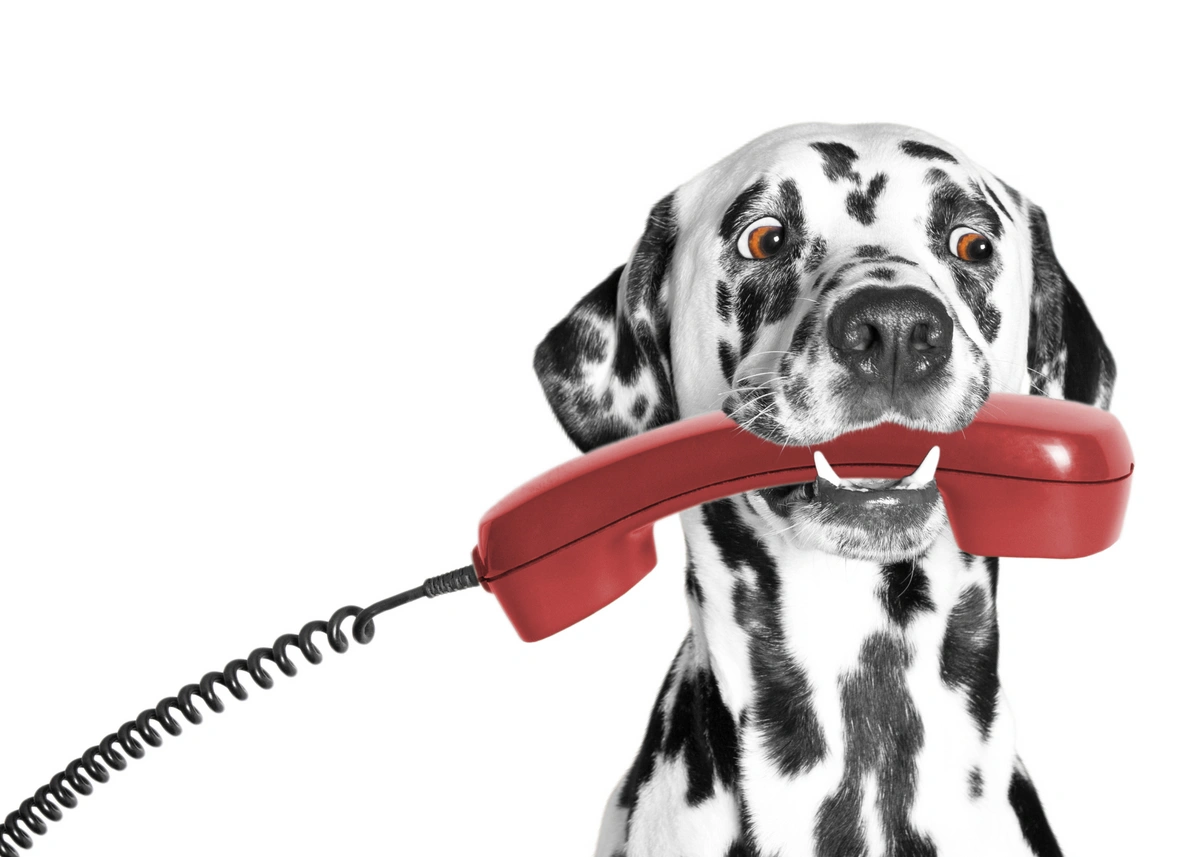 dalmatianredphone.webp