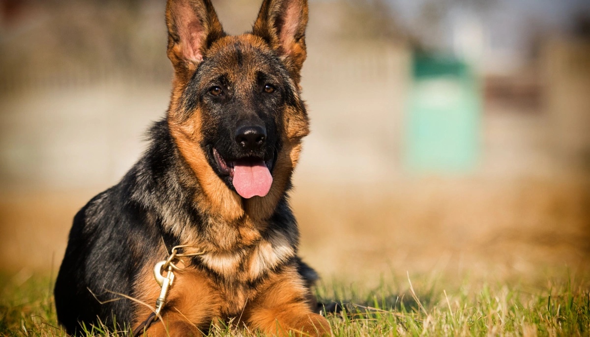 german sheperds are normally excluded from insurance policies