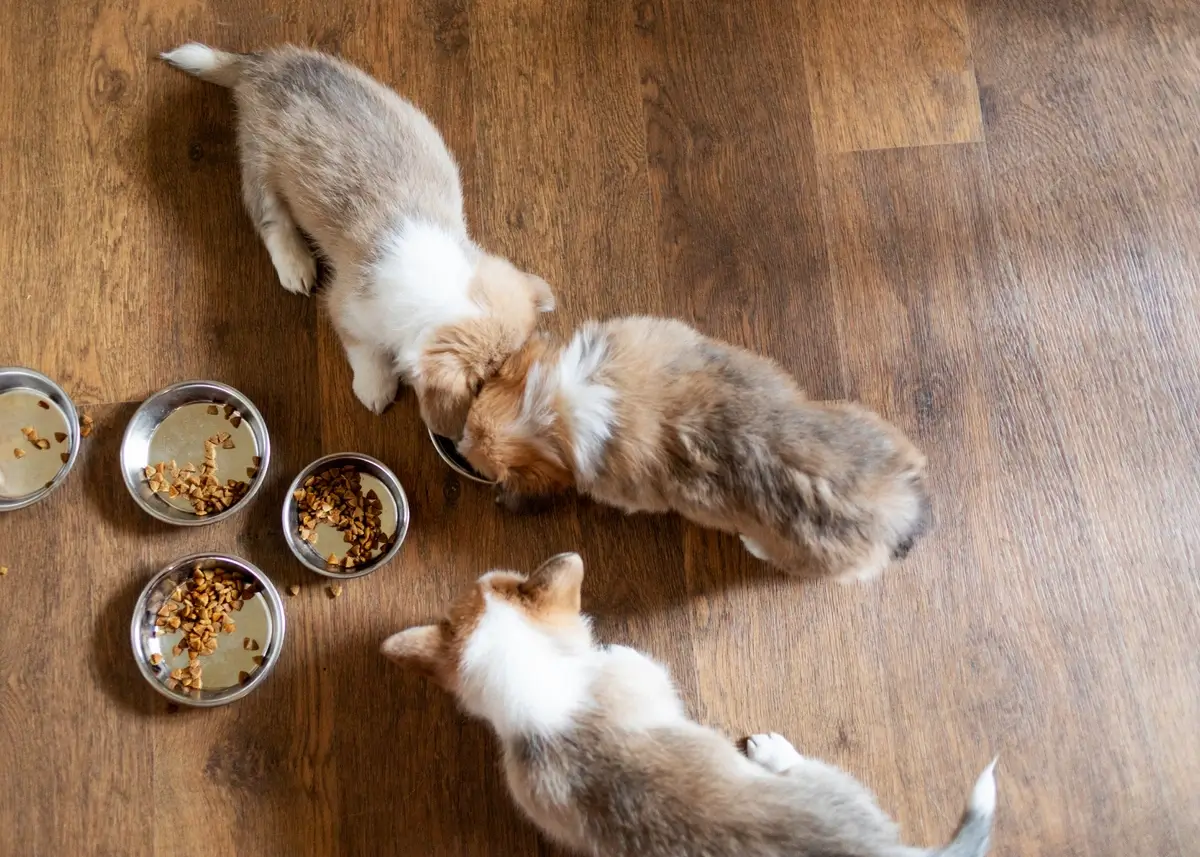 7-healthy-puppy-food-brands-pawrade