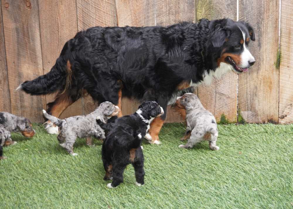 a Bernese Mountain Dog mama with her puppies