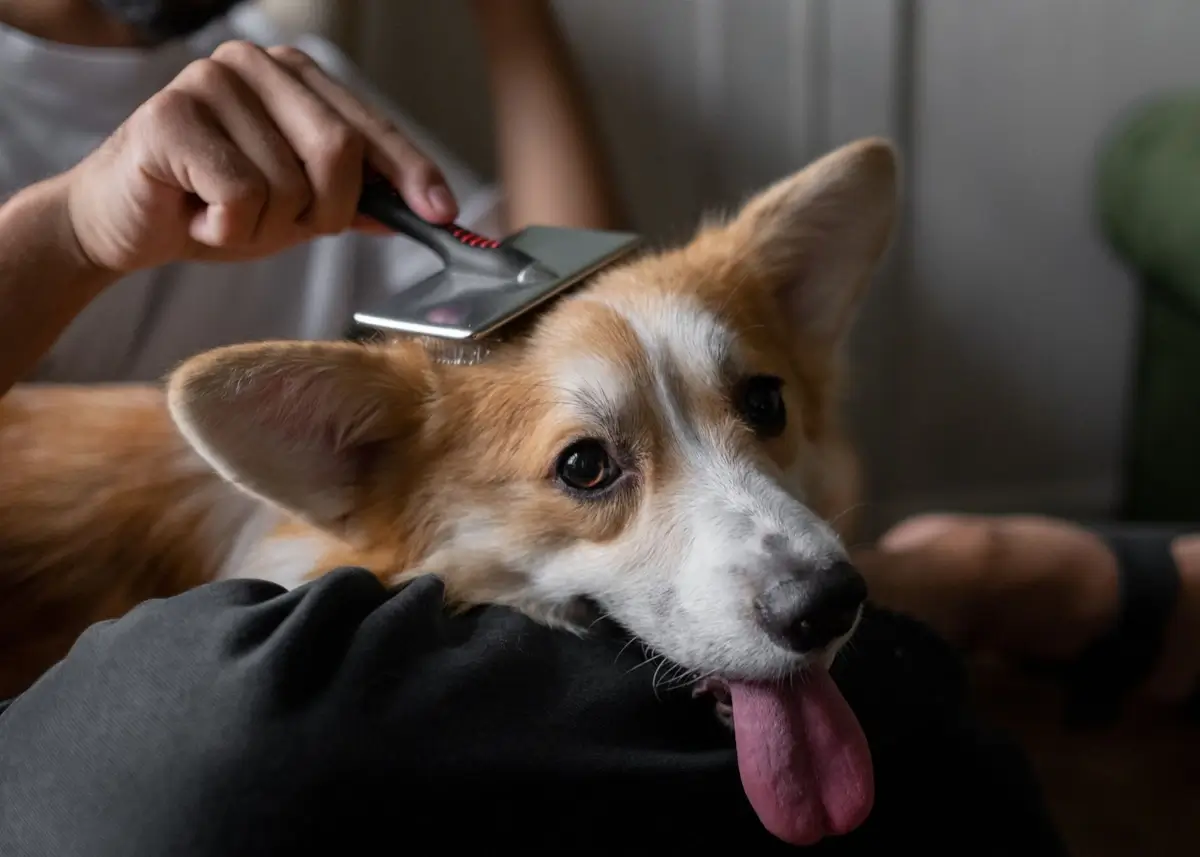 corgi.groom (1).webp