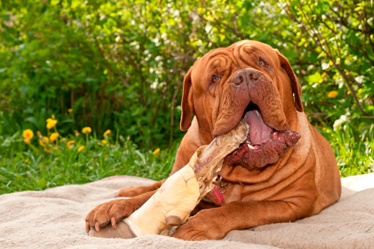 are neapolitan mastiffs dangerous