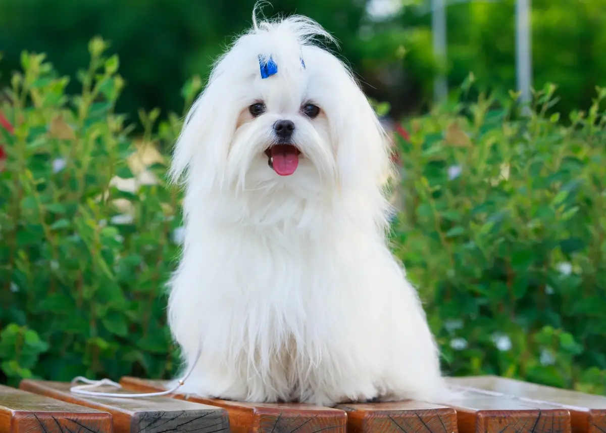 A seated white Maltese dog with long hair and a blue bow in its hair
