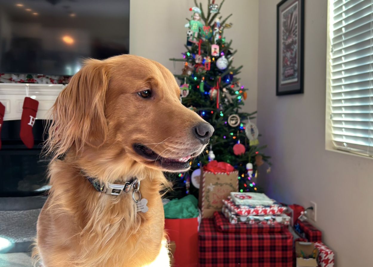 A golden retriever sits in front of a Christmas tree