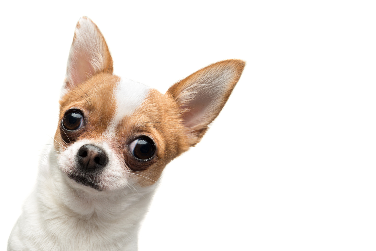 Chihuahuas With Skin Allergies Nom Nom