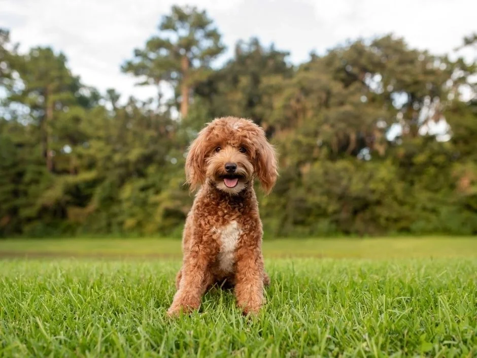 Red Goldendoodle sitting in a large grass backyard with trees in the background