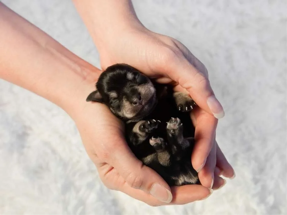 newborn puppy cradled in breeder's hands from birth representing hands-on care and healthy puppy breeding standards