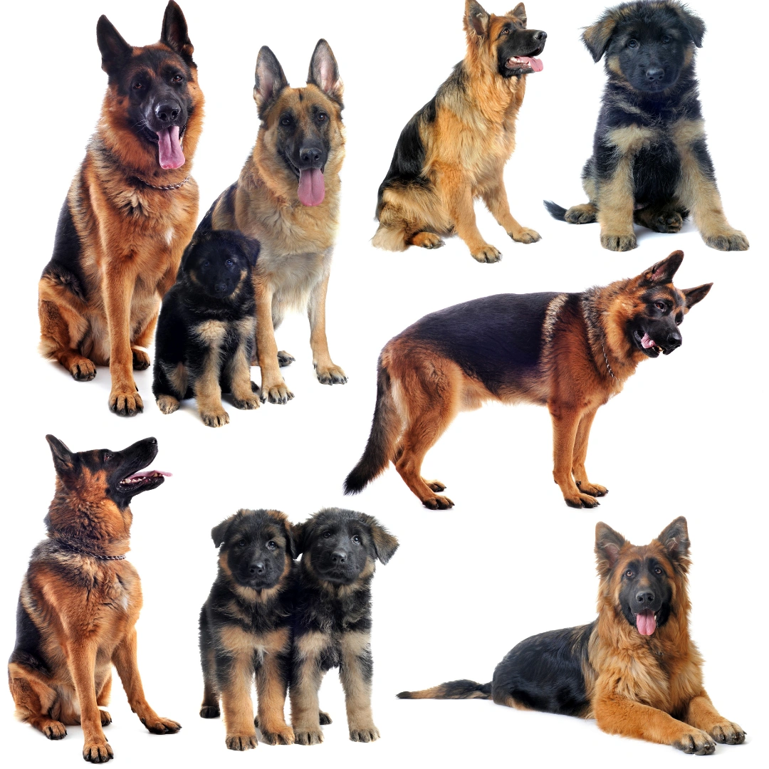 germanshepherdtypes.webp