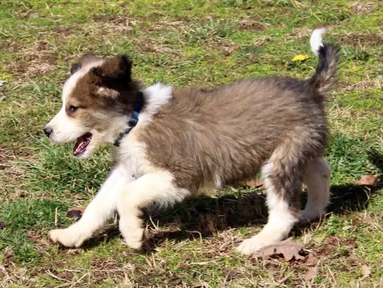 great.bernese (1).webp