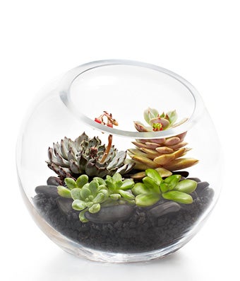 All About Terrariums