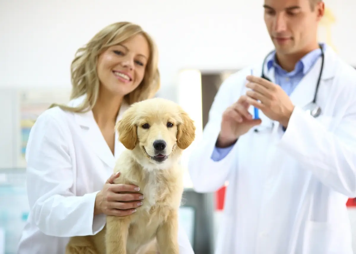 A Golden Retriever puppy receives a vaccine at the vet's office