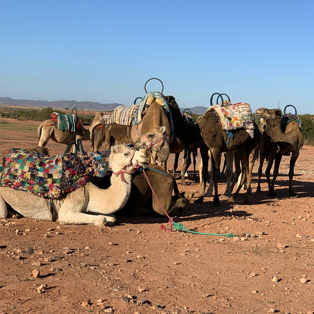 Camels in the desert of Morocco.