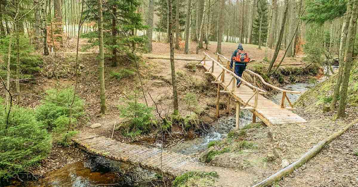 Rustic wooden bridges over a stream in a Swedish forest