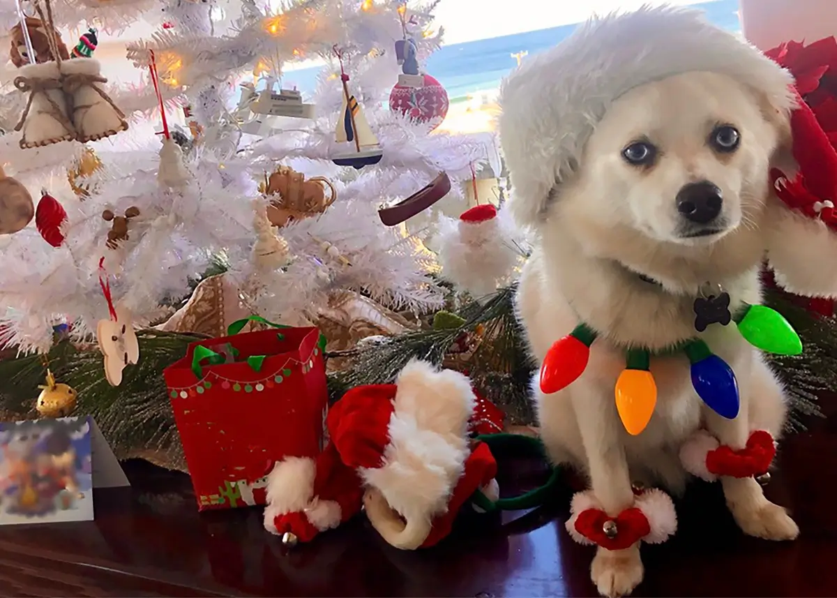 christmas.photo.shoot (1).webp