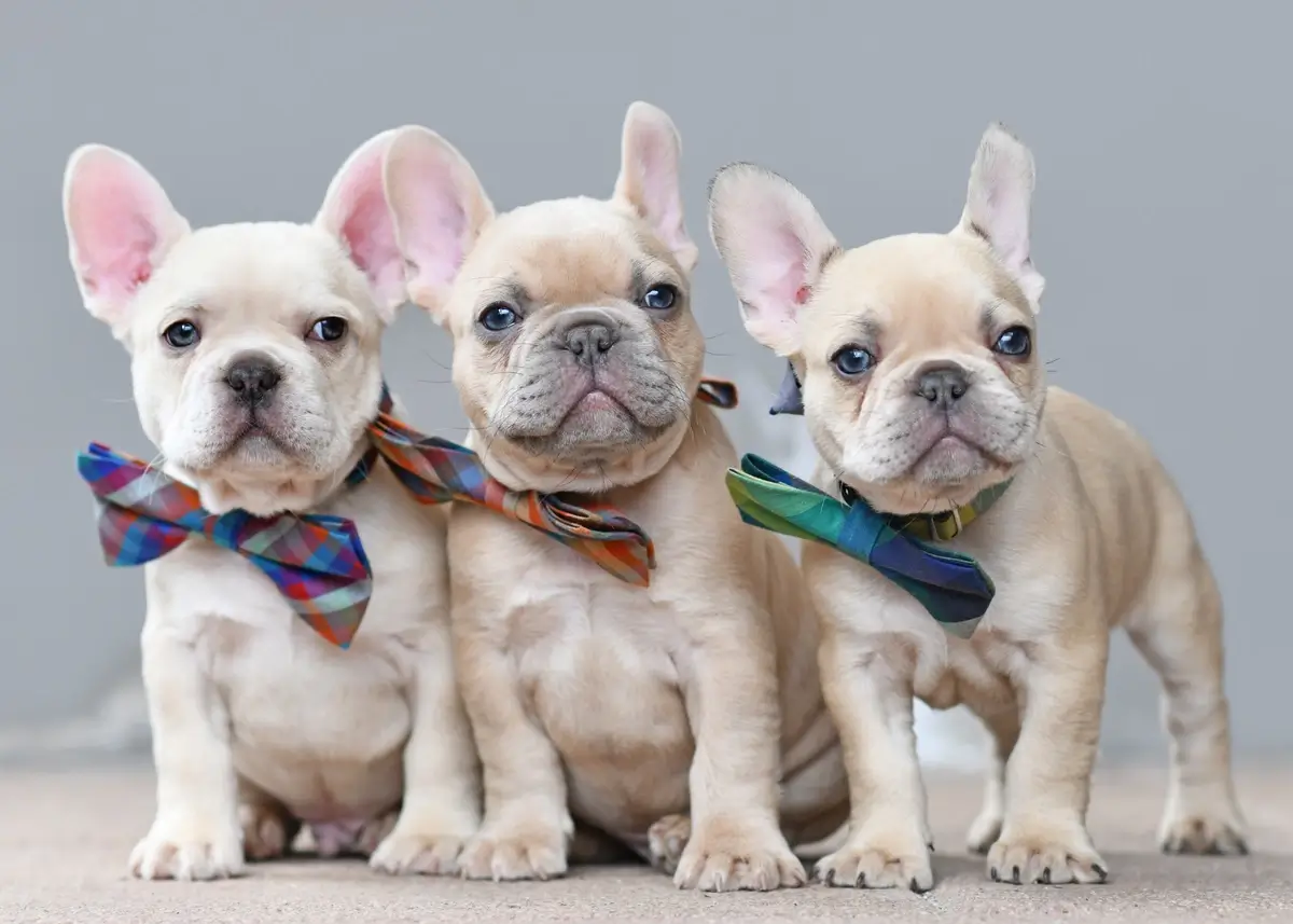 3 cream French Bulldog puppies wearing bow ties