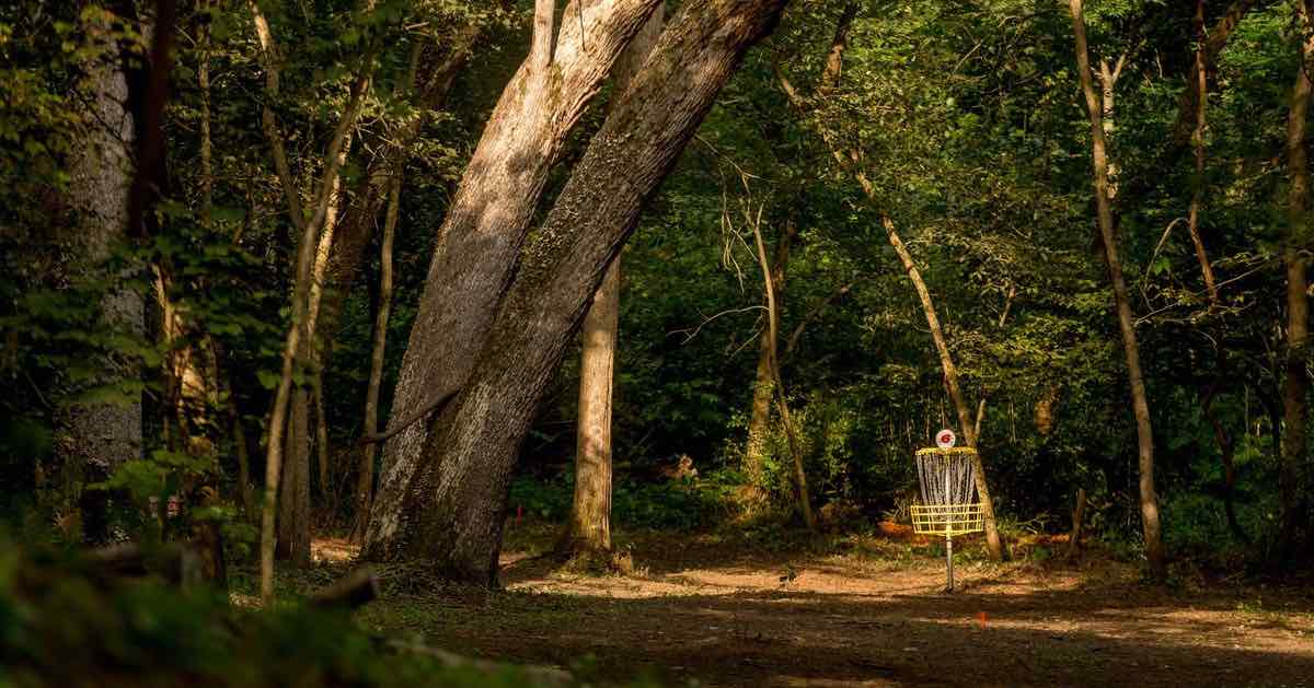A disc golf basket in a densely wooded area