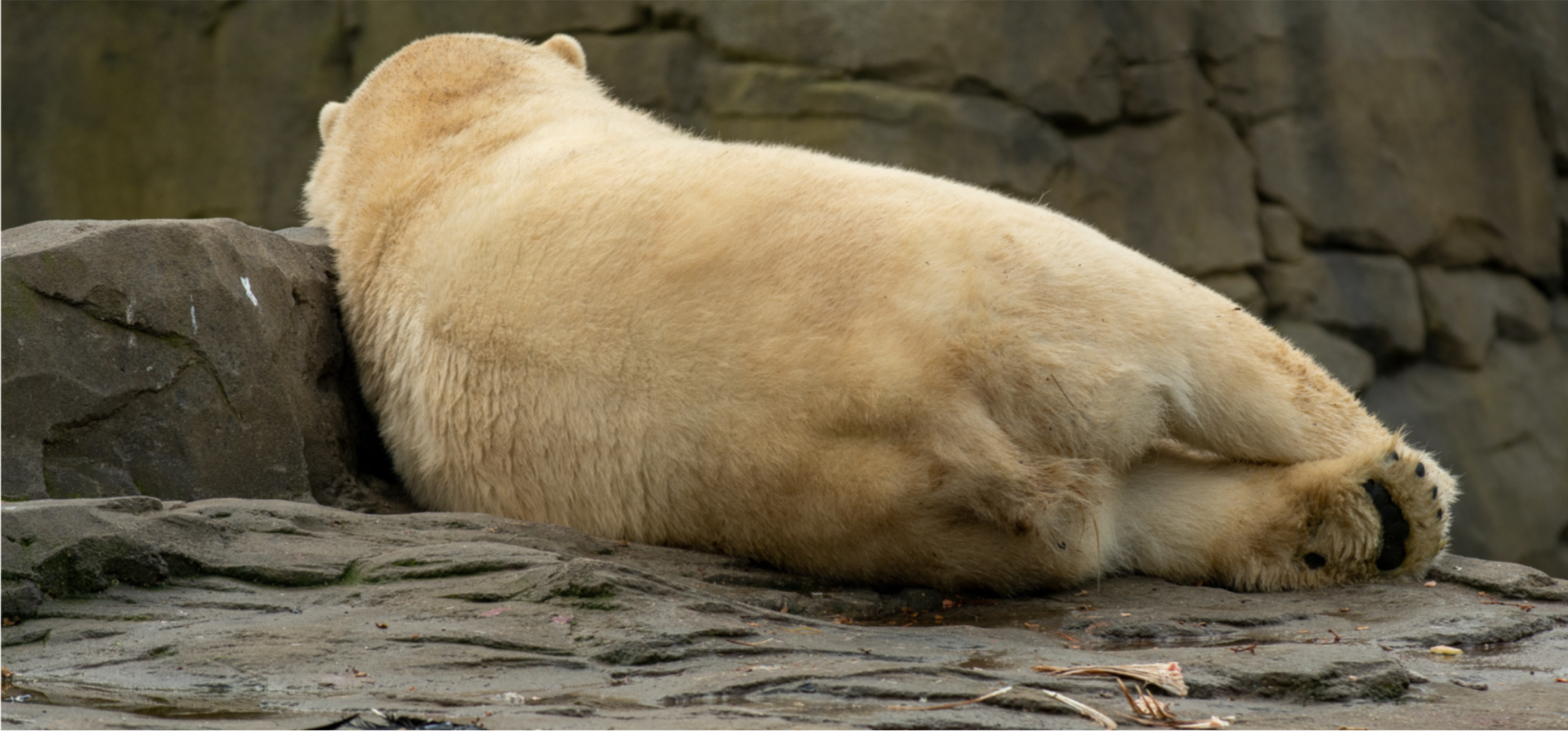 Exposé Sur Les Animaux En Voie De Disparition Cm2 Les causes de la disparition des animaux | Blog Odysway - Odysway