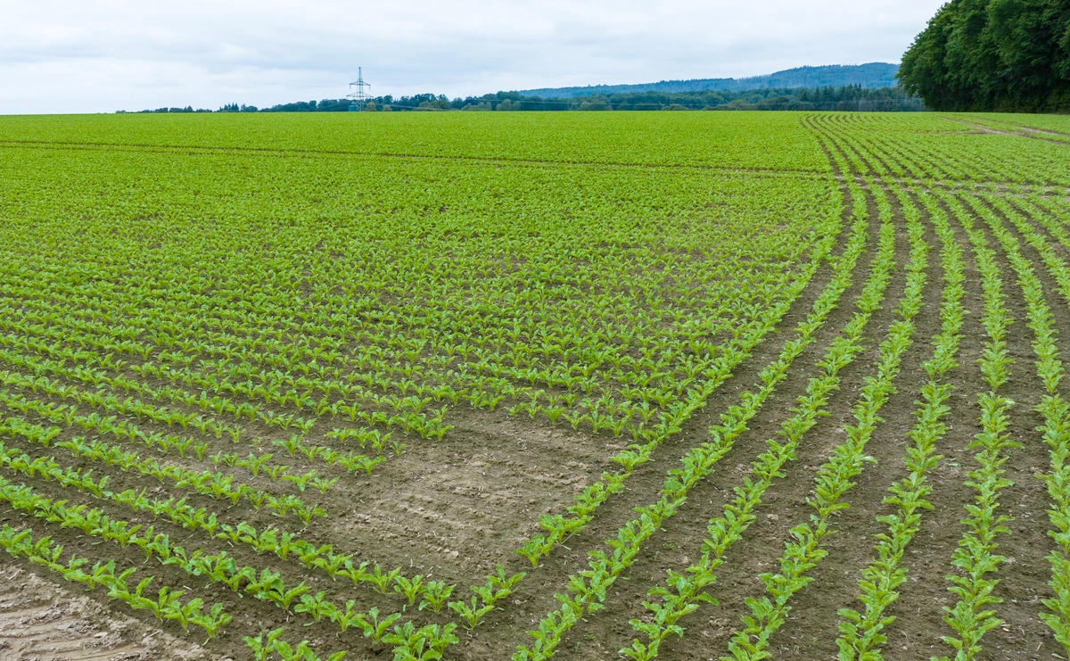 Rodefenster zur Orientierung bei der späteren Ernte_©GRIMME.webp
