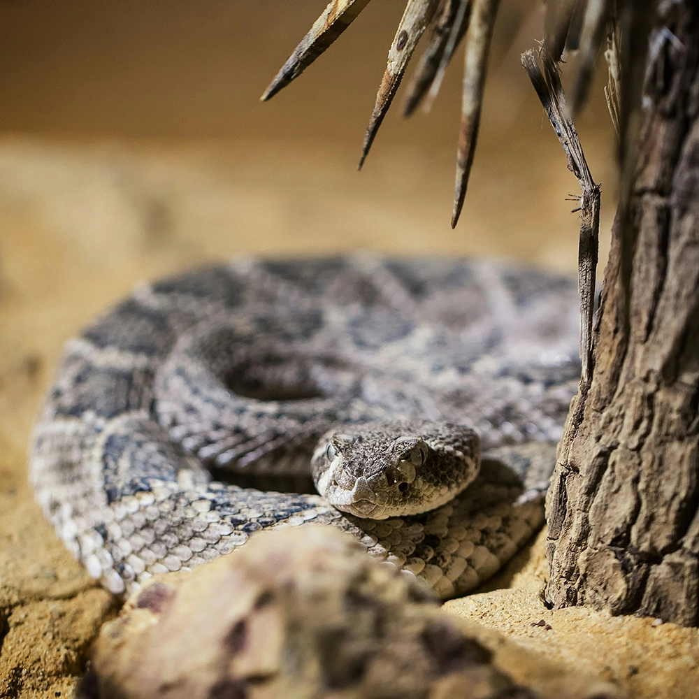 rattlesnake.webp