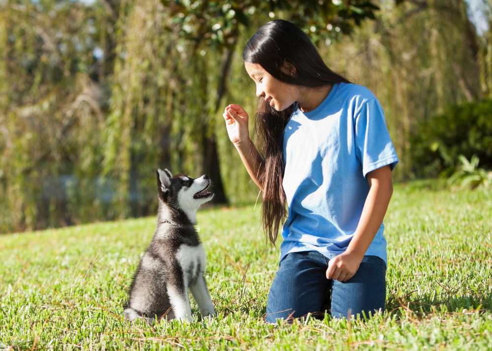 a girl kneels down training a siberian husky puppy with a treat