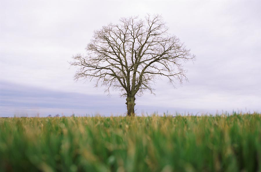 Tree in a field photograph