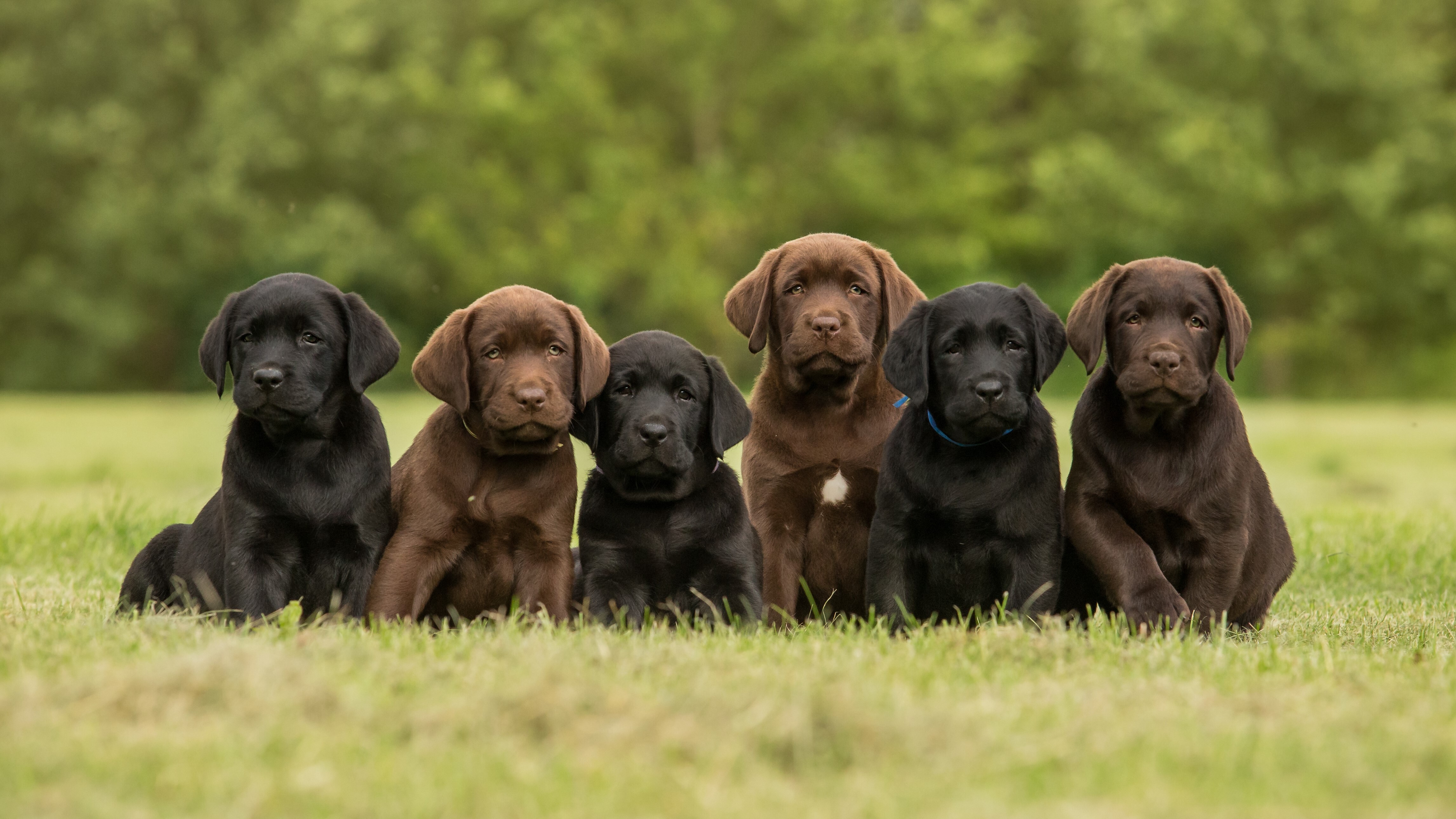 What Are the Best Companion Dog Breeds? | PuppySpot