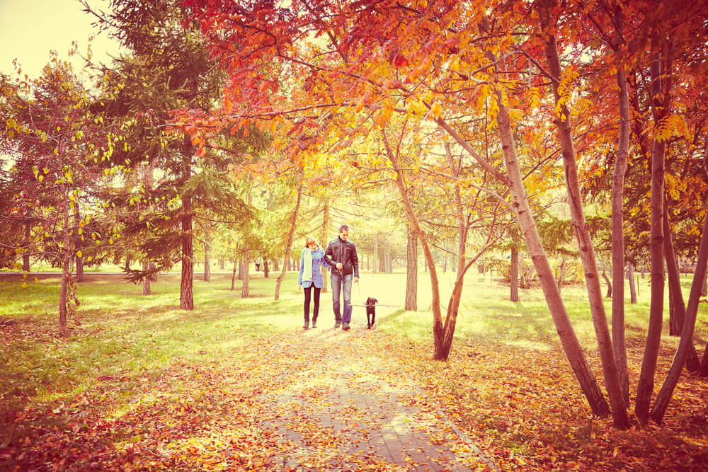 Couple walking a dog surrounded by autumnal trees