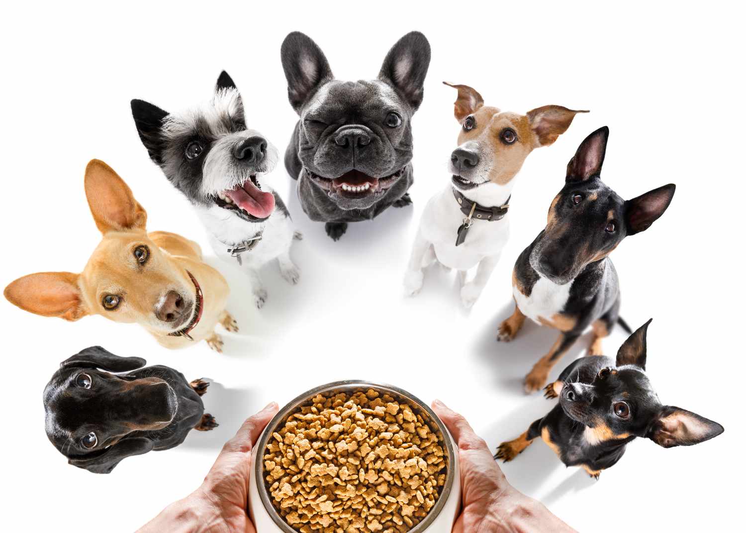 a variety of dog breeds gathered around a full food bowl