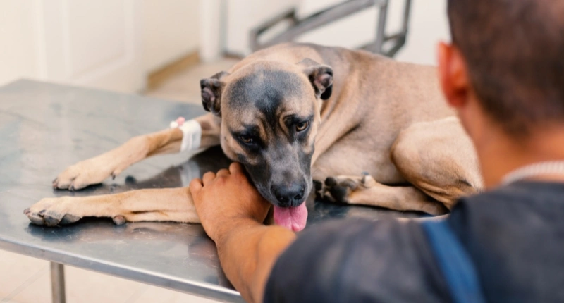 Do Vets Do Payment Plans for Surgery: Options Explained
