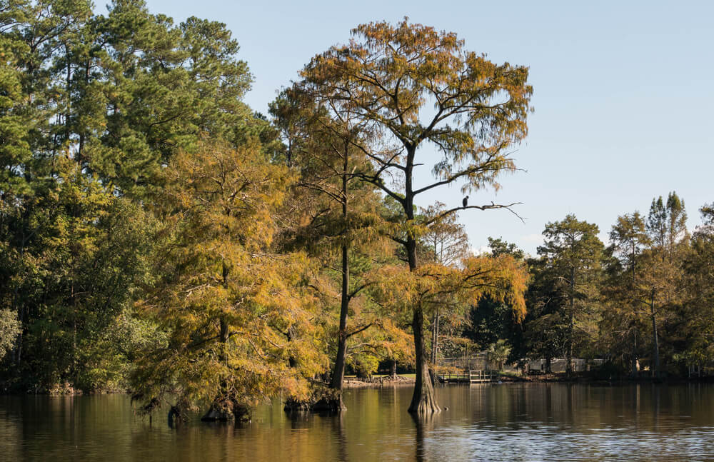 things to do in sumter, sc