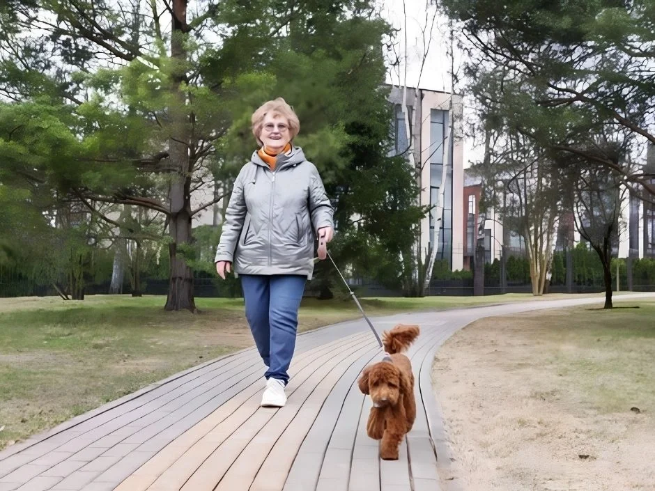 Older woman in a gray jacket walking a red Toy Poodle on a leash through a park path
