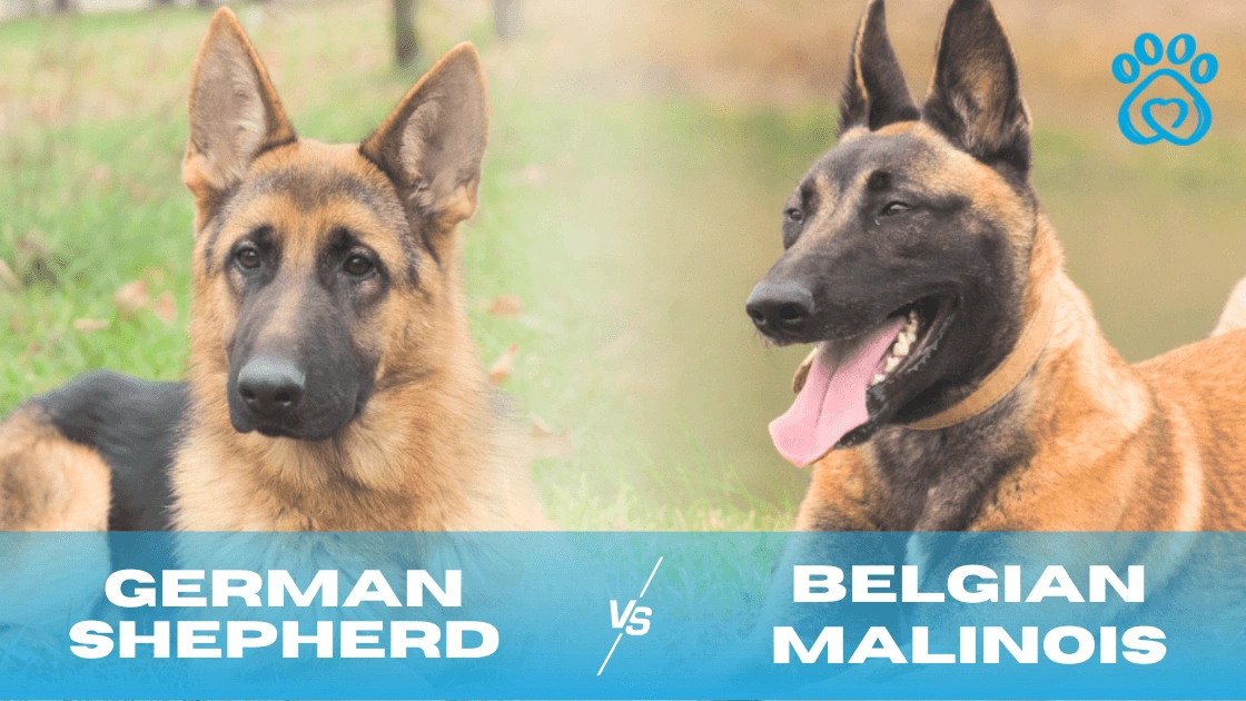 German Shepherd and Belgian Malinois