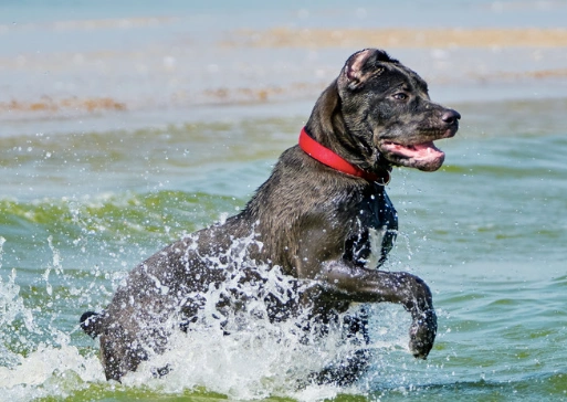 canecorsomastiffswim.webp