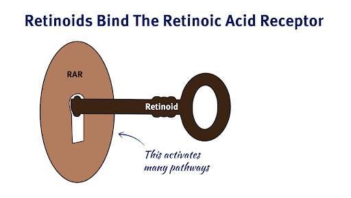 Retinoids bind the Retinoic Acid Receptor