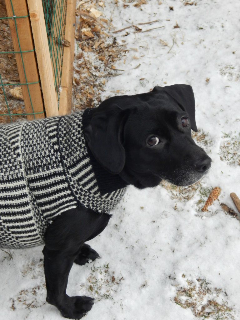 diynosewdogsweater.jpeg