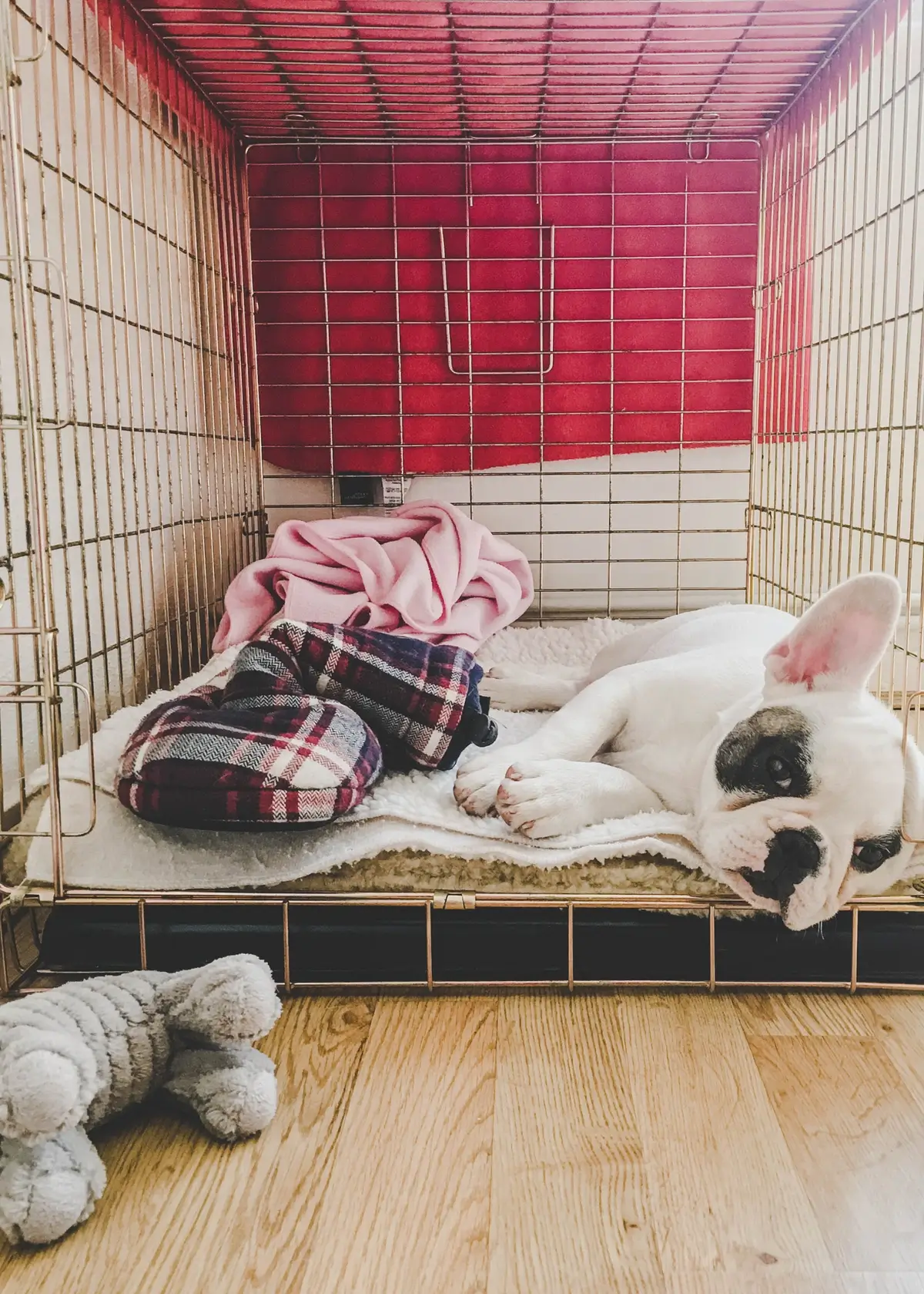 frenchiecrate (1).webp